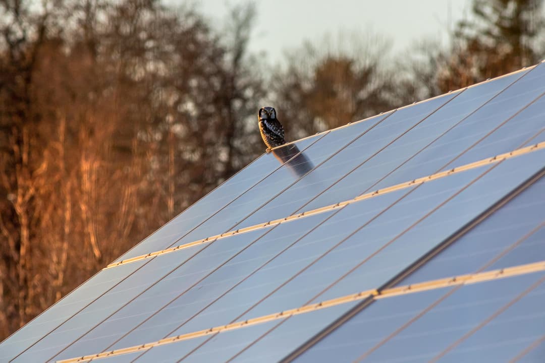 Solar panels with a bird